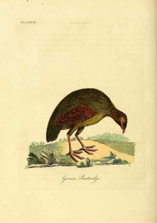 Reproducción/Reproduction 49757121187: A general synopsis of birds.. London :Printed for Benj. White,1781-1785.. 