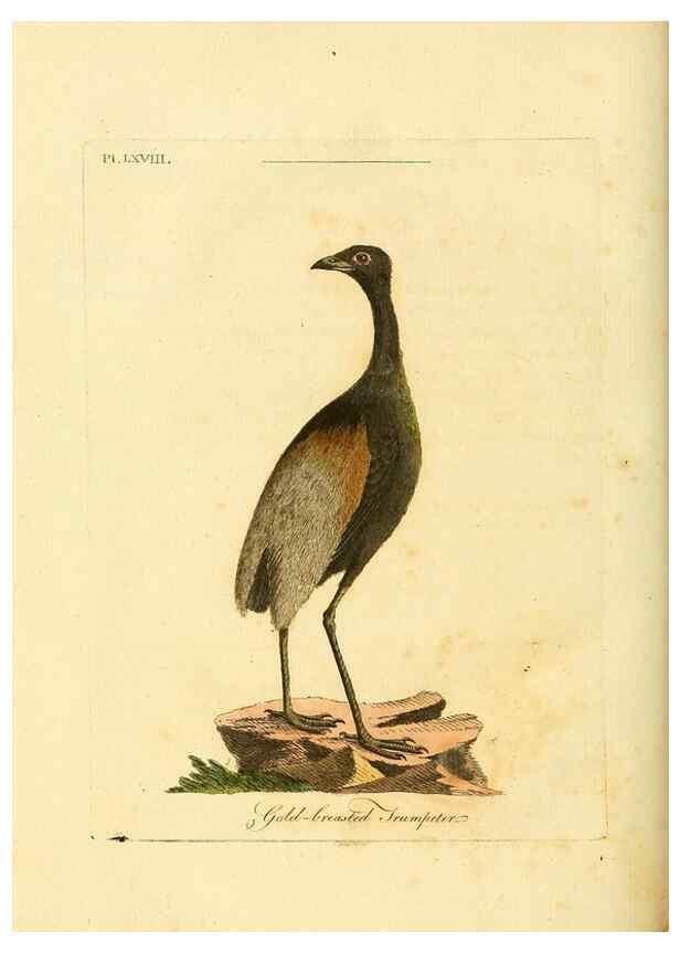 Reproducción/Reproduction 49756260163: A general synopsis of birds.. London :Printed for Benj. White,1781-1785.. 