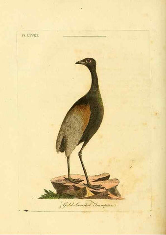 Reproducción/Reproduction 49756260163: A general synopsis of birds.. London :Printed for Benj. White,1781-1785.. 