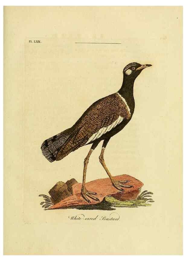 Reproducción/Reproduction 49756260453: A general synopsis of birds.. London :Printed for Benj. White,1781-1785.. 