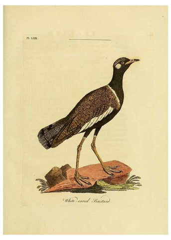 Reproducción/Reproduction 49756260453: A general synopsis of birds.. London :Printed for Benj. White,1781-1785.. 