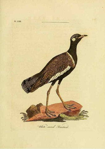 Reproducción/Reproduction 49756260453: A general synopsis of birds.. London :Printed for Benj. White,1781-1785.. 