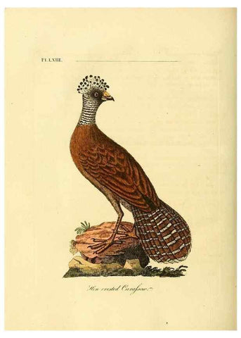 Reproducción/Reproduction 49757119937: A general synopsis of birds.. London :Printed for Benj. White,1781-1785.. 