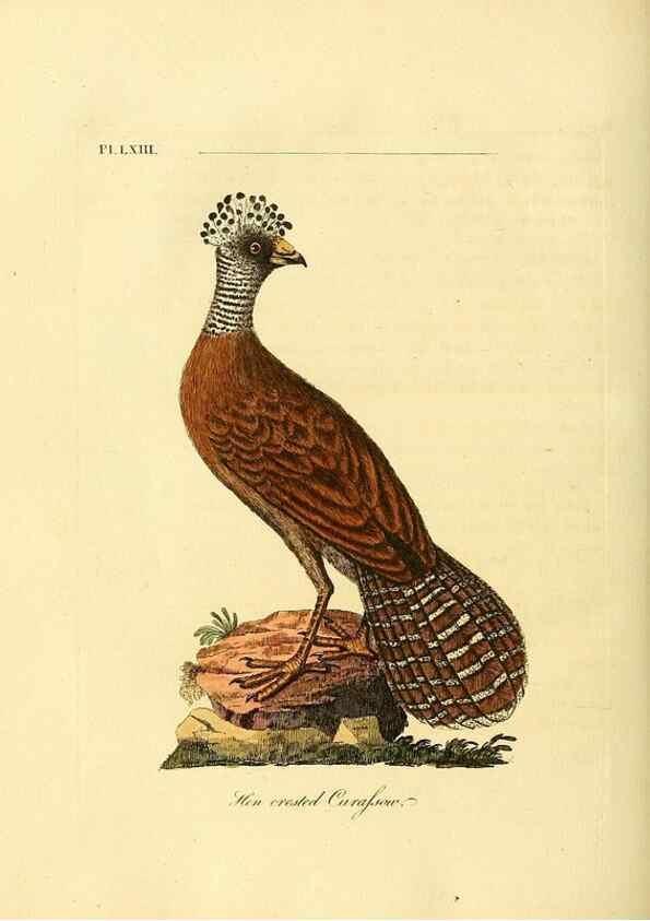 Reproducción/Reproduction 49757119937: A general synopsis of birds.. London :Printed for Benj. White,1781-1785.. 