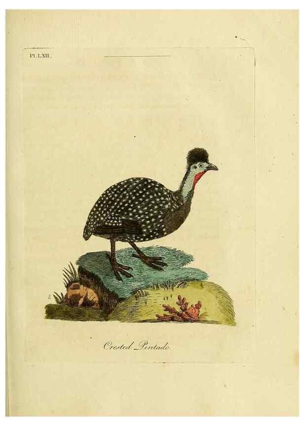 Reproducción/Reproduction 49757119757: A general synopsis of birds.. London :Printed for Benj. White,1781-1785.. 