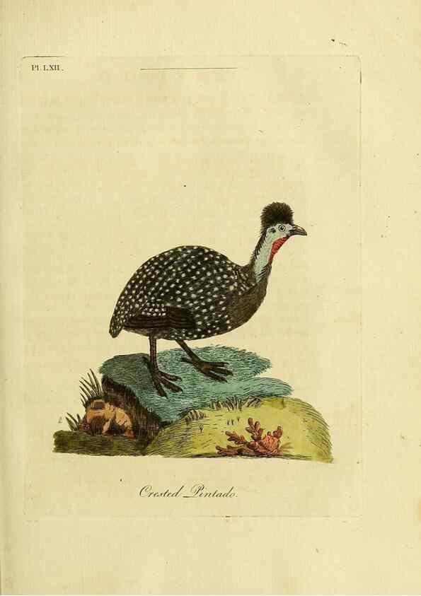 Reproducción/Reproduction 49757119757: A general synopsis of birds.. London :Printed for Benj. White,1781-1785.. 
