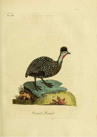 Reproducción/Reproduction 49757119757: A general synopsis of birds.. London :Printed for Benj. White,1781-1785.. 
