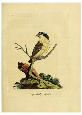 Reproducción/Reproduction 49756256073: A general synopsis of birds.. London :Printed for Benj. White,1781-1785.. 