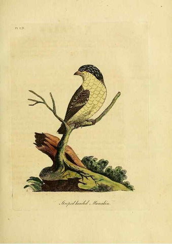 Reproducción/Reproduction 49756256073: A general synopsis of birds.. London :Printed for Benj. White,1781-1785.. 