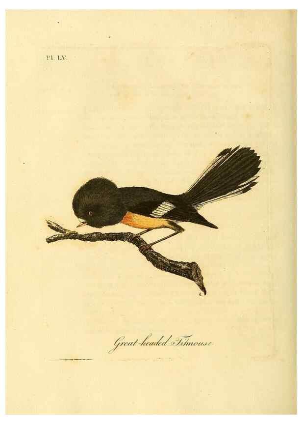 Reproducción/Reproduction 49756784301: A general synopsis of birds.. London :Printed for Benj. White,1781-1785.. 
