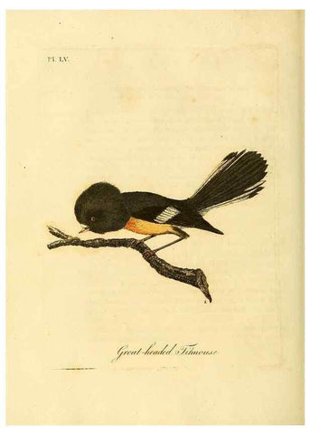 Reproducción/Reproduction 49756784301: A general synopsis of birds.. London :Printed for Benj. White,1781-1785.. 