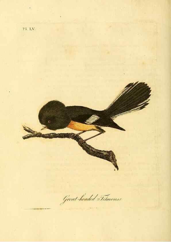Reproducción/Reproduction 49756784301: A general synopsis of birds.. London :Printed for Benj. White,1781-1785.. 