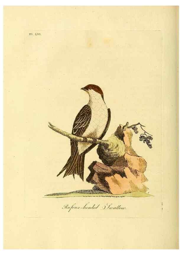 Reproducción/Reproduction 49756784621: A general synopsis of birds.. London :Printed for Benj. White,1781-1785.. 