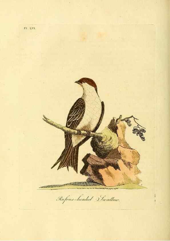 Reproducción/Reproduction 49756784621: A general synopsis of birds.. London :Printed for Benj. White,1781-1785.. 