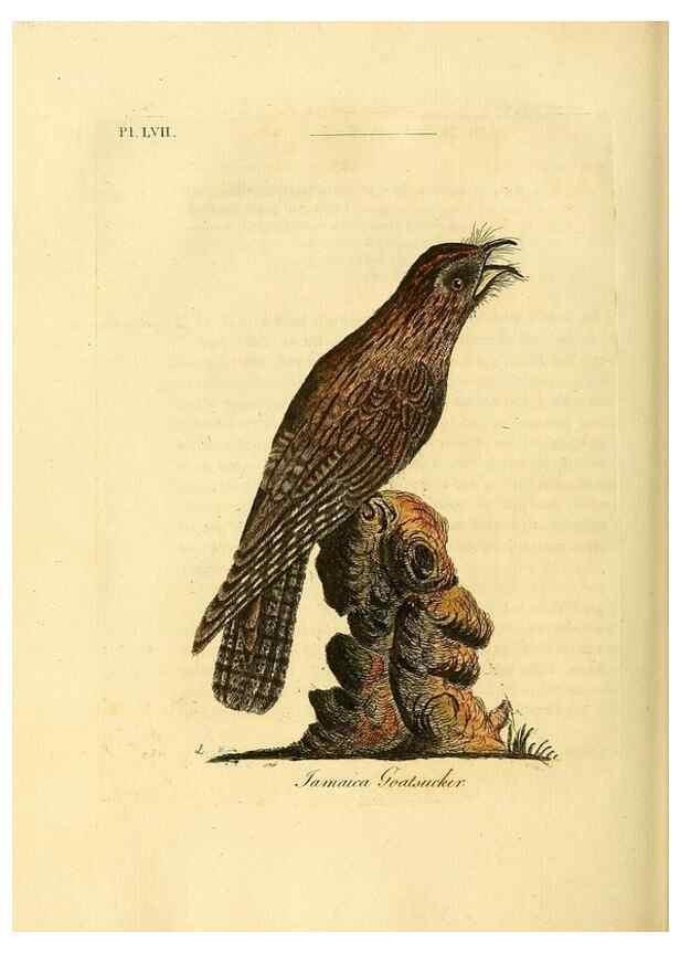 Reproducción/Reproduction 49756784906: A general synopsis of birds.. London :Printed for Benj. White,1781-1785.. 