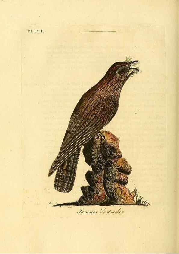Reproducción/Reproduction 49756784906: A general synopsis of birds.. London :Printed for Benj. White,1781-1785.. 