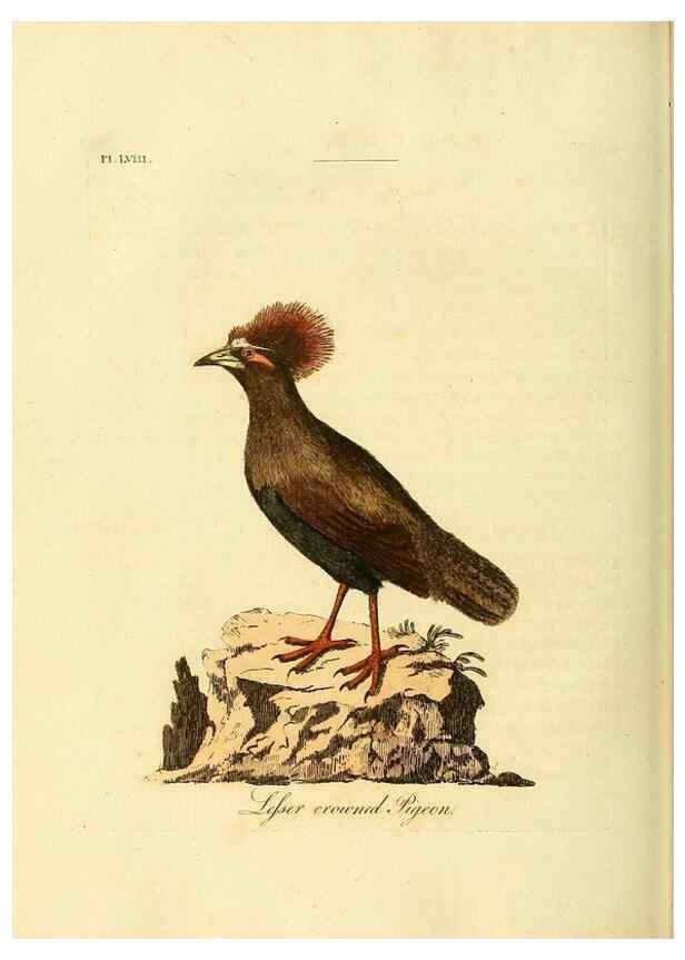 Reproducción/Reproduction 49756785186: A general synopsis of birds.. London :Printed for Benj. White,1781-1785.. 