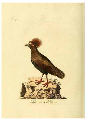 Reproducción/Reproduction 49756785186: A general synopsis of birds.. London :Printed for Benj. White,1781-1785.. 