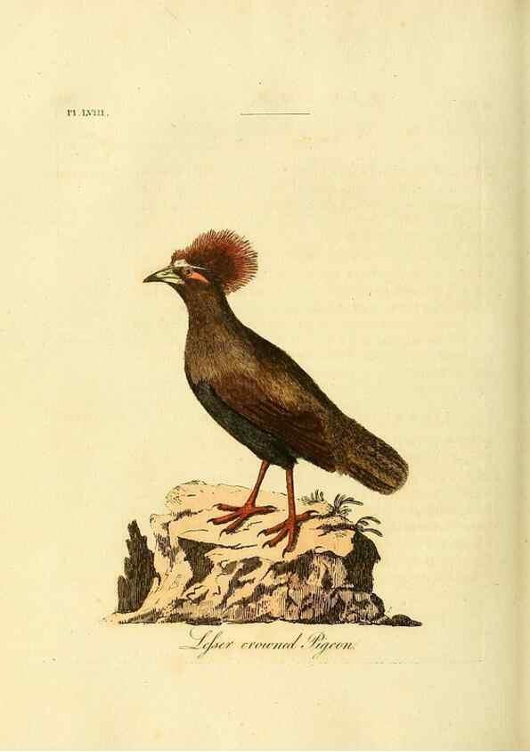 Reproducción/Reproduction 49756785186: A general synopsis of birds.. London :Printed for Benj. White,1781-1785.. 
