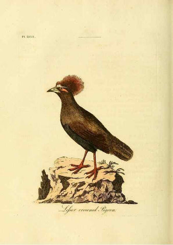Reproducción/Reproduction 49756785186: A general synopsis of birds.. London :Printed for Benj. White,1781-1785.. 