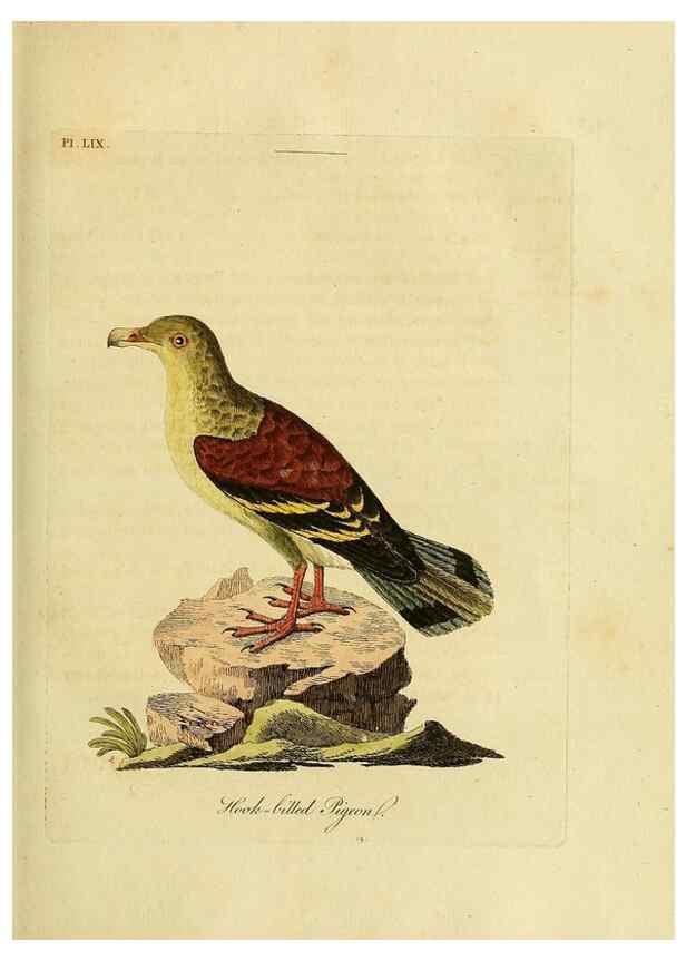 Reproducción/Reproduction 49757118937: A general synopsis of birds.. London :Printed for Benj. White,1781-1785.. 