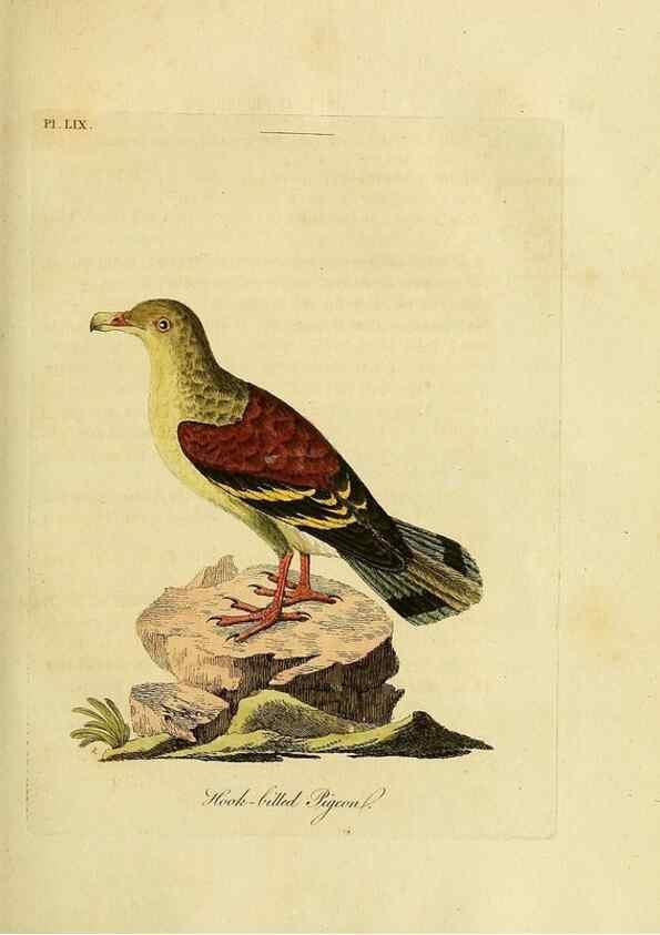Reproducción/Reproduction 49757118937: A general synopsis of birds.. London :Printed for Benj. White,1781-1785.. 