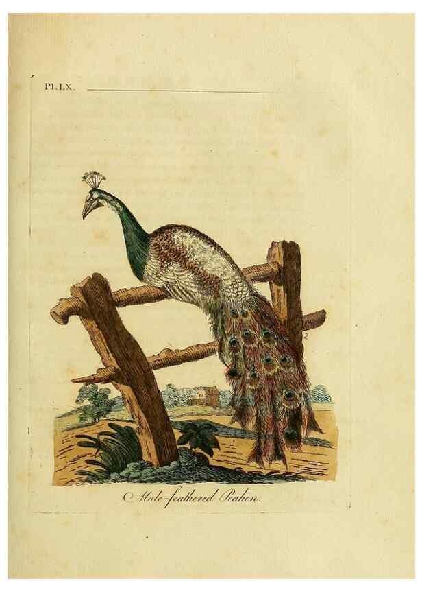 Reproducción/Reproduction 49756785776: A general synopsis of birds.. London :Printed for Benj. White,1781-1785.. 