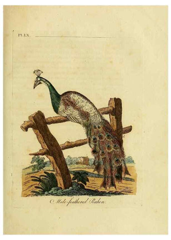 Reproducción/Reproduction 49756785776: A general synopsis of birds.. London :Printed for Benj. White,1781-1785.. 