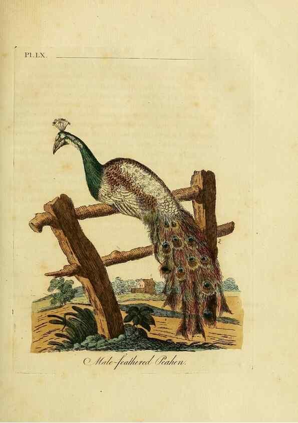 Reproducción/Reproduction 49756785776: A general synopsis of birds.. London :Printed for Benj. White,1781-1785.. 