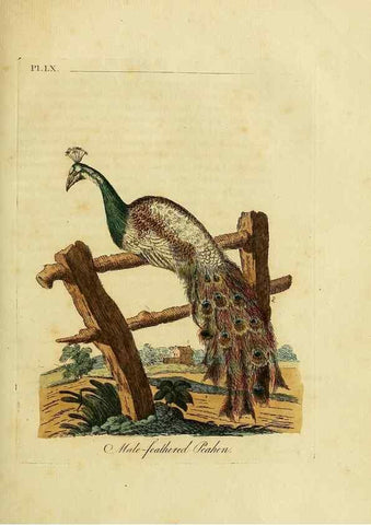 Reproducción/Reproduction 49756785776: A general synopsis of birds.. London :Printed for Benj. White,1781-1785.. 
