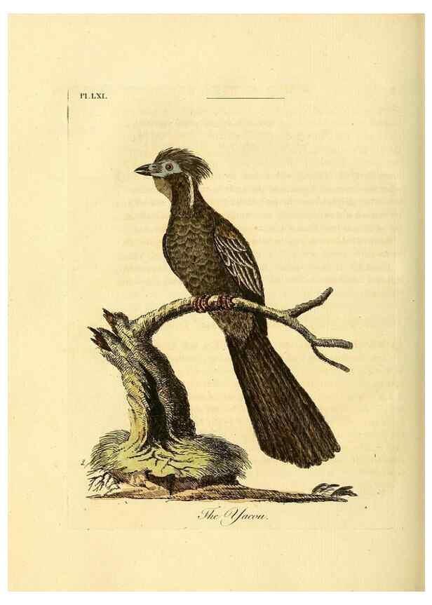 Reproducción/Reproduction 49756258093: A general synopsis of birds.. London :Printed for Benj. White,1781-1785.. 