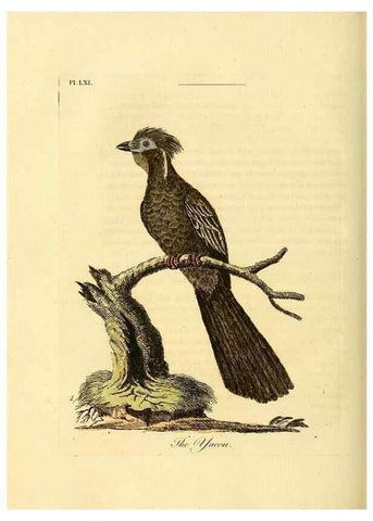 Reproducción/Reproduction 49756258093: A general synopsis of birds.. London :Printed for Benj. White,1781-1785.. 