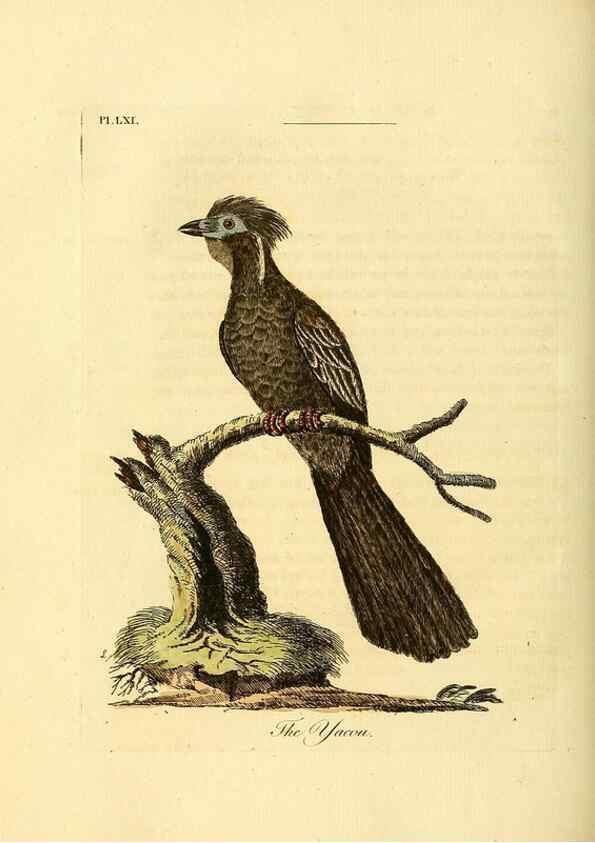 Reproducción/Reproduction 49756258093: A general synopsis of birds.. London :Printed for Benj. White,1781-1785.. 