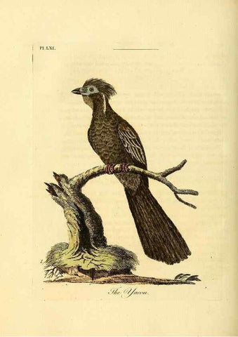 Reproducción/Reproduction 49756258093: A general synopsis of birds.. London :Printed for Benj. White,1781-1785.. 