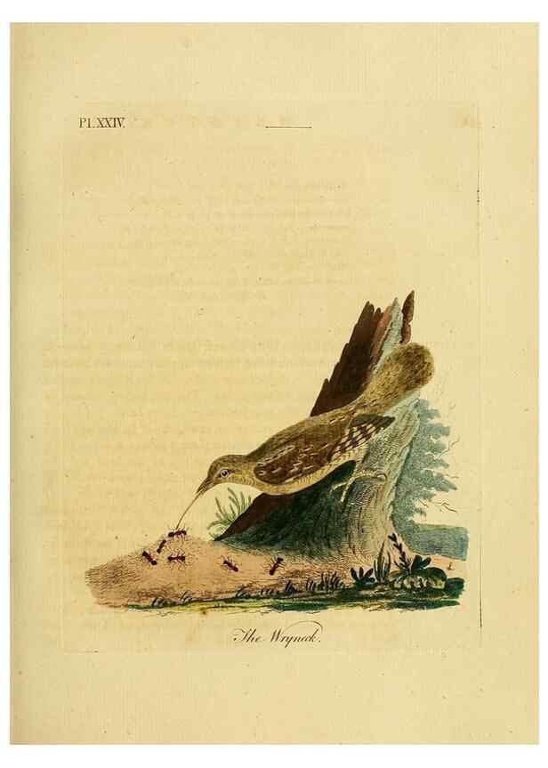 Reproducción/Reproduction 49755977603: A general synopsis of birds.. London :Printed for Benj. White,1781-1785.. 