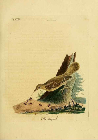 Reproducción/Reproduction 49755977603: A general synopsis of birds.. London :Printed for Benj. White,1781-1785.. 