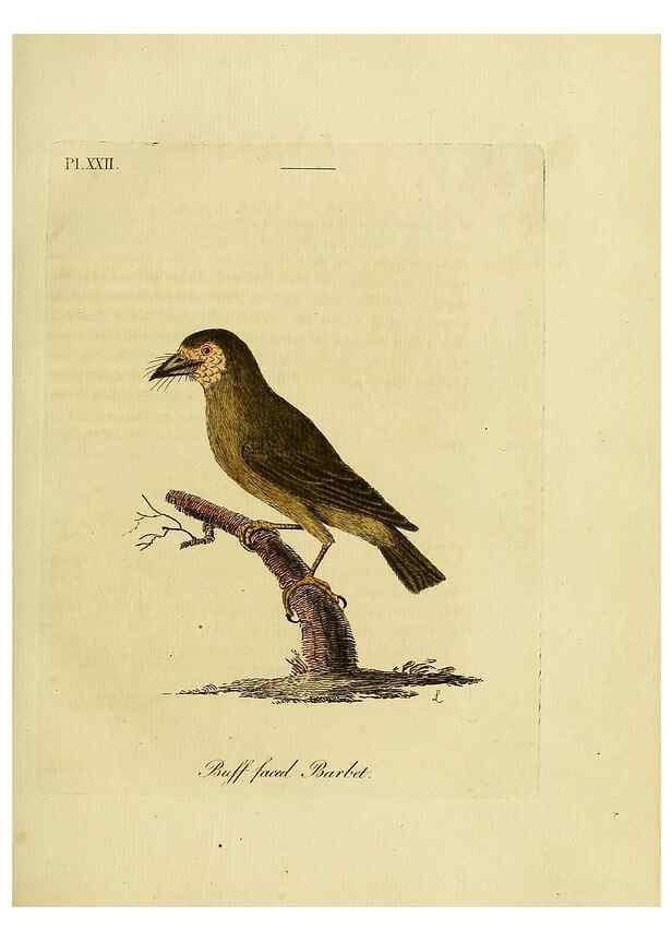 Reproducción/Reproduction 49755977198: A general synopsis of birds.. London :Printed for Benj. White,1781-1785.. 