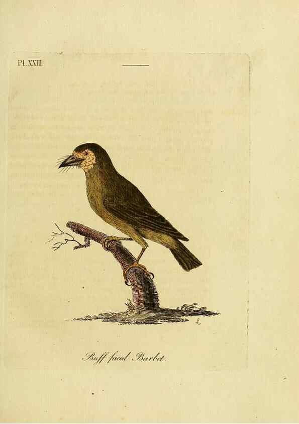Reproducción/Reproduction 49755977198: A general synopsis of birds.. London :Printed for Benj. White,1781-1785.. 