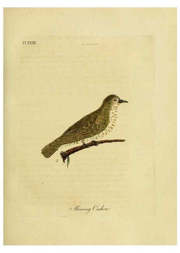 Reproducción/Reproduction 49756839112: A general synopsis of birds.. London :Printed for Benj. White,1781-1785.. 