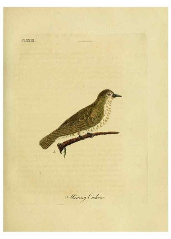 Reproducción/Reproduction 49756839112: A general synopsis of birds.. London :Printed for Benj. White,1781-1785.. 