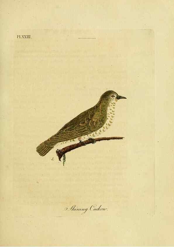 Reproducción/Reproduction 49756839112: A general synopsis of birds.. London :Printed for Benj. White,1781-1785.. 