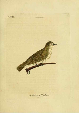 Reproducción/Reproduction 49756839112: A general synopsis of birds.. London :Printed for Benj. White,1781-1785.. 