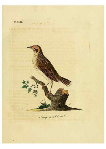 Reproducción/Reproduction 49755976078: A general synopsis of birds.. London :Printed for Benj. White,1781-1785.. 