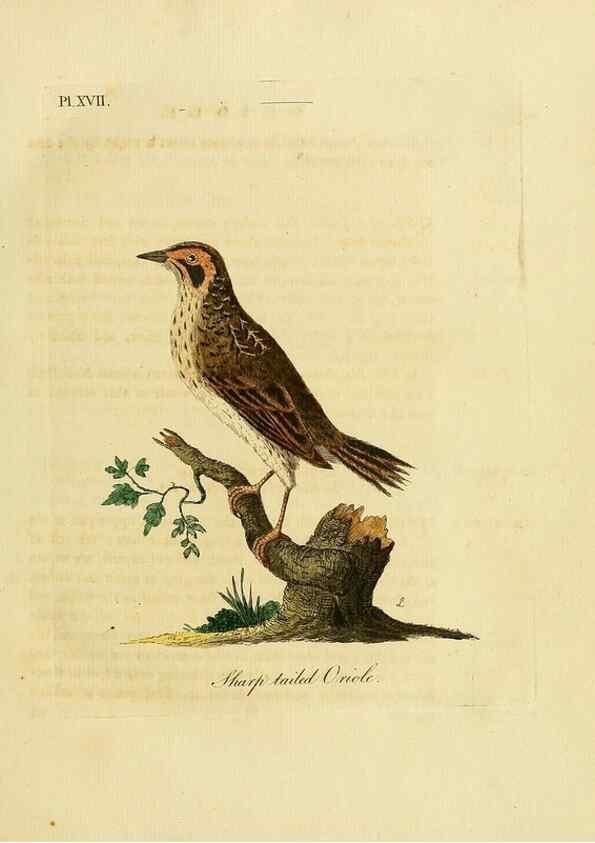 Reproducción/Reproduction 49755976078: A general synopsis of birds.. London :Printed for Benj. White,1781-1785.. 