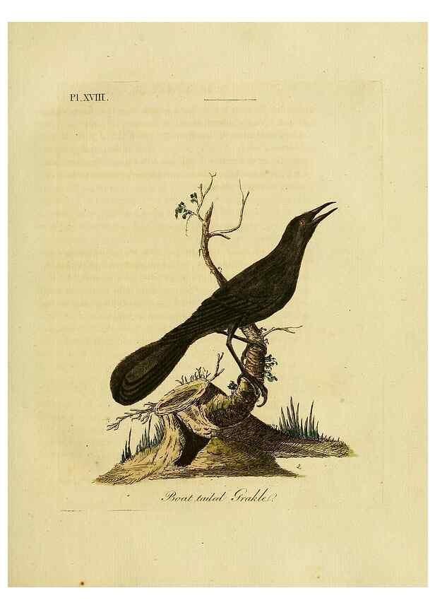 Reproducción/Reproduction 49755976343: A general synopsis of birds.. London :Printed for Benj. White,1781-1785.. 