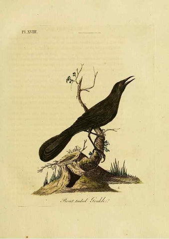 Reproducción/Reproduction 49755976343: A general synopsis of birds.. London :Printed for Benj. White,1781-1785.. 