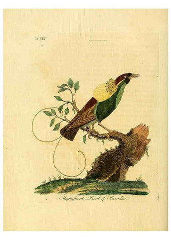 Reproducción/Reproduction 49756503926: A general synopsis of birds.. London :Printed for Benj. White,1781-1785.. 