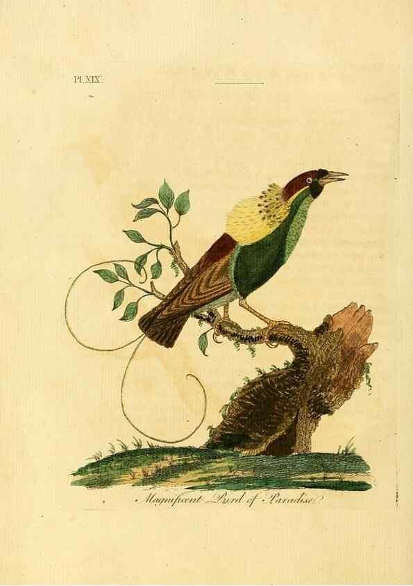 Reproducción/Reproduction 49756503926: A general synopsis of birds.. London :Printed for Benj. White,1781-1785.. 