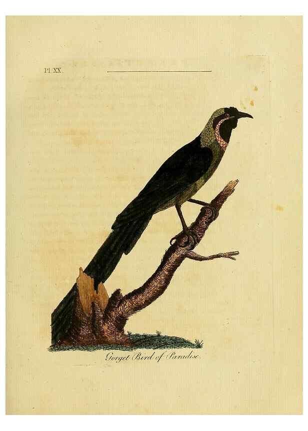Reproducción/Reproduction 49756838457: A general synopsis of birds.. London :Printed for Benj. White,1781-1785.. 