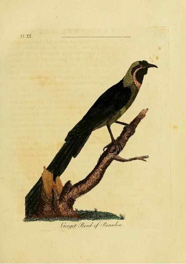 Reproducción/Reproduction 49756838457: A general synopsis of birds.. London :Printed for Benj. White,1781-1785.. 